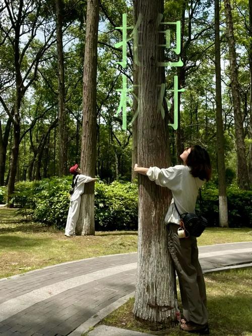 女子每月花780抱树,女子每月花780抱树放松疗愈