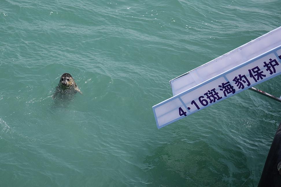 9只斑海豹放归大海,9只斑海豹放归大海了吗