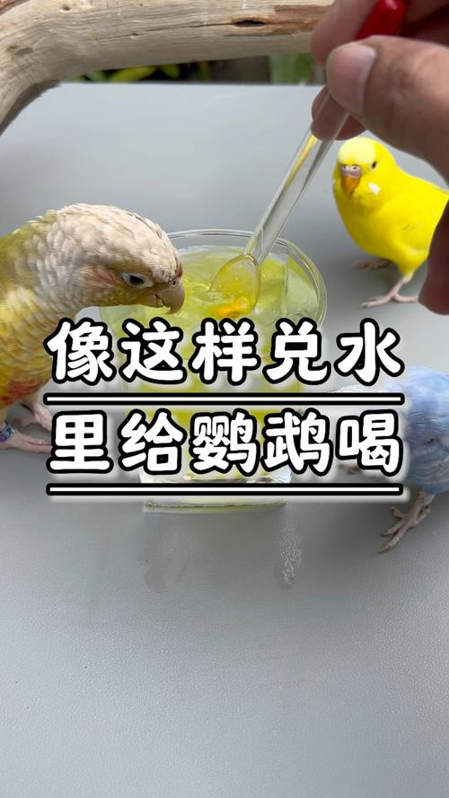 鹦鹉开饮水器喝水,鹦鹉开饮水器喝水好吗