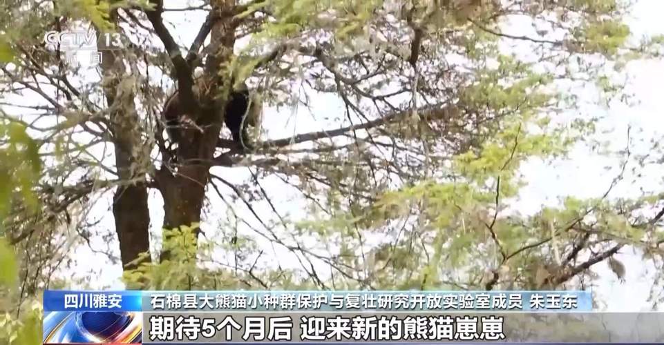 野外大熊猫求偶被拍,野外大熊猫求偶被拍视频